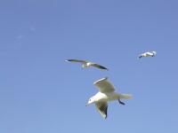 Thumbnail Gulls in Odaiba.jpeg 