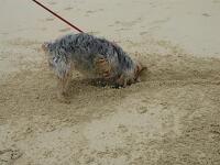 Thumbnail Boudicca digging... (after all this his her job, as a terrier!!).jpeg 