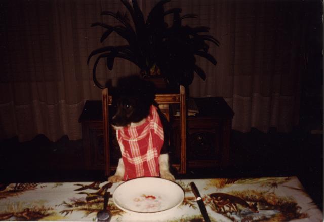 Scaled image Our dog, Bobby.jpeg